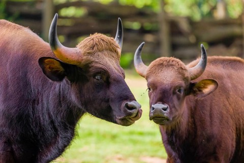 A male and a female Gaur (Bos gaurus gaurus) stand side by side on a green meadow
