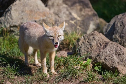 One corsac fox (Vulpes corsac) standing in front of some rocks