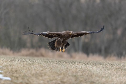 One steppe eagle, Aquila nipalensis, flying over a meadow. Trees in the background