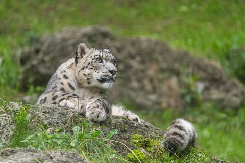 One adult snow leopard (Panthera uncia) resting on a rock in green grass