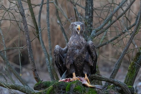 One white-tailed eagle (Haliaeetus albicilla) sitting on a small hammock feeding on a common carp.