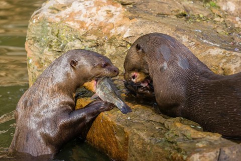 Two giant otter or giant river otter (Pteronura brasiliensis) sit on a rock in the shallow water of