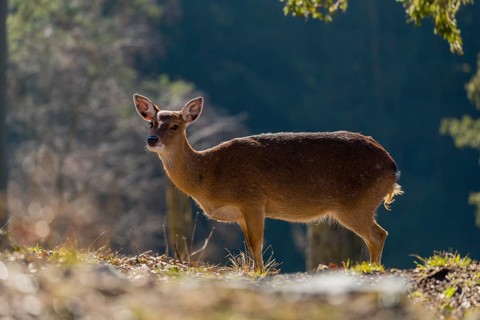 One female Manchurian sika deer or Dybowski's sika deer (Cervus nippon mantchuricus or Cervus