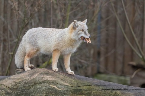 One corsac fox (Vulpes corsac) standing on a log with a chicken in his mouth