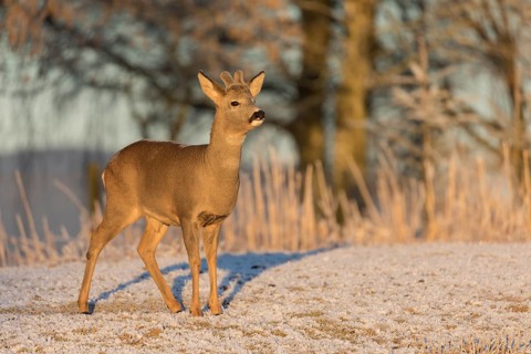 Roe deer on hoar frosted meadow at minus 15 °C at sunrise. Trees and dead stinging nettle in