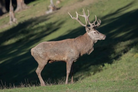 Red Deer stag at the rutting season, mud covered