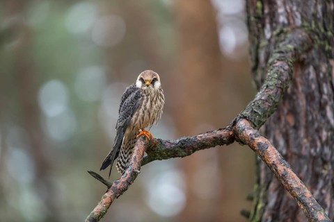 One female red-footed falcon (Falco vespertinus) sitting on a branch of a tree in a forest. Green