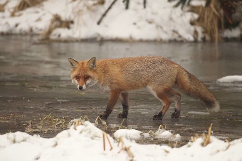 Red lynx (Vulpes vulpes) secured on a frozen stream, Allgäu, Bavaria, Germany, Allgäu, Bavaria,