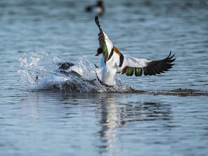 Common Shelduck, Tadorna tadorna, birds in fight over winter marshes