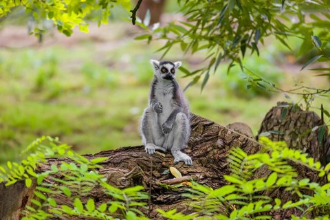 A ring-tailed lemur (Lemur catta) sits on a rotten tree lying on the ground and looks around