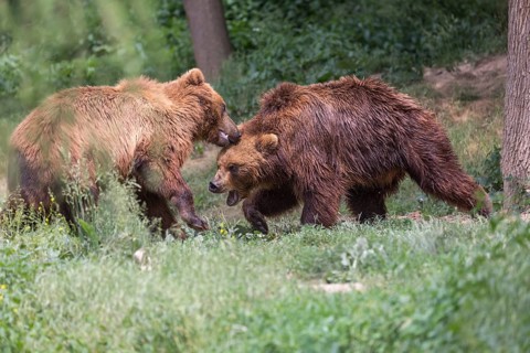 Two Kamchatka brown bear (Ursus arctos piscator), play fighting in a forest. Some green vegetation