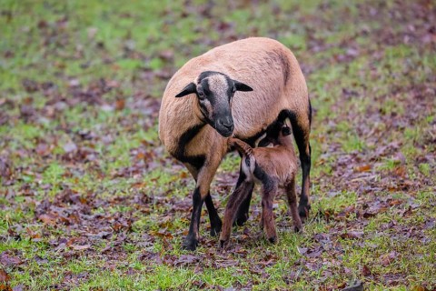 A female Cameroon or Cameroon Dwarf sheep, Ovis gmelini aries, suckling her lamb in a forest