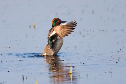 Eurasian Teal (Anas crecca), a male duck flapping its wings, on a lake, Texel, Holland