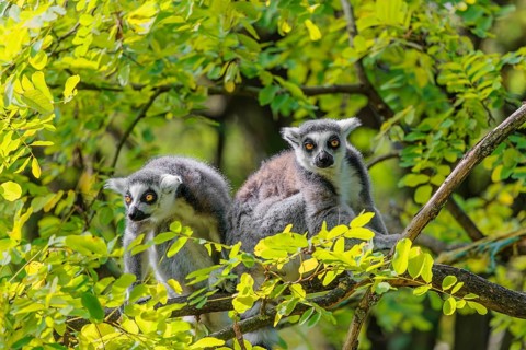 Two ring-tailed lemurs (Lemur catta) sit high up in a tree on a branch between fresh green leaves