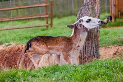 A female Llama (Lama guama) and a Red deer calf (Cervus elaphus) being friends