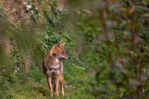 One golden jackal (Canis aureus)walking through dense green vegetation