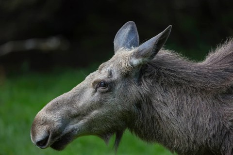 Moose (Alces alces) cow with trees and green grass around