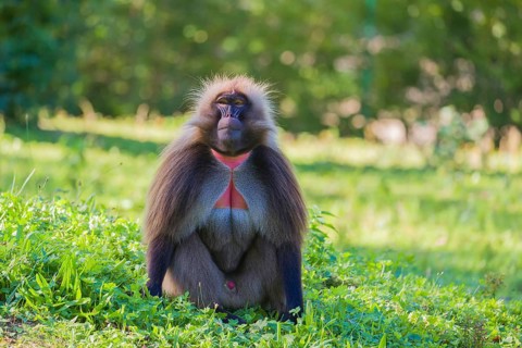 Portrait of an adult male Gelada (Theropithecus gelada), or bleeding-heart monkey, resting on a