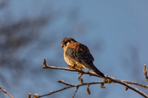 One American kestrel (Falco sparverius) sitting on a twig in early morning light with a blue sky in