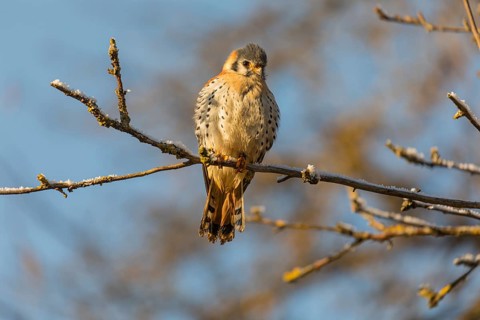 One American kestrel (Falco sparverius) sitting on a twig in early morning light with a blue sky in