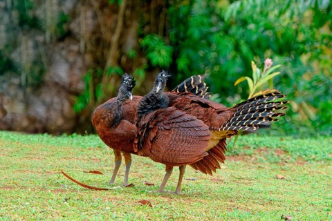 Two Female Great Curassow (Crax rubra) on grass, Costa Rica, Central America