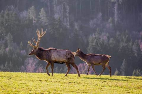 An Altai maral stag and a hind Altai wapiti or Altai elk (Cervus canadensis sibiricus) stand in a