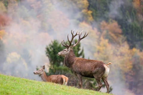 A red deer stag (Cervus elaphus) and a hind are standing in a meadow in hilly terrain. A forest