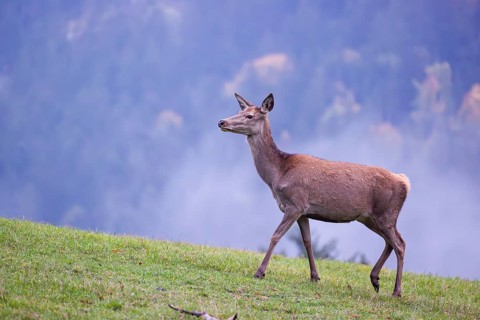 A red deer hind (Cervus elaphus) stands in a meadow on a foggy day