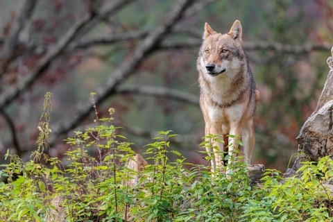 A female grey wolf (Canis lupus lupus) stands on a lying tree trunk in next to a rock on the top of