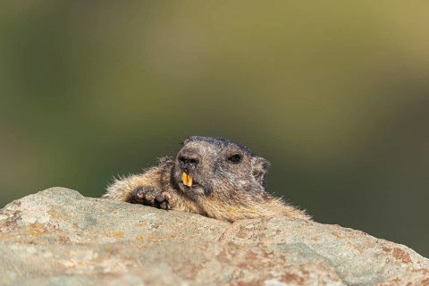 One adult Alpine Marmot, Marmota marmota resting on a rocky rim