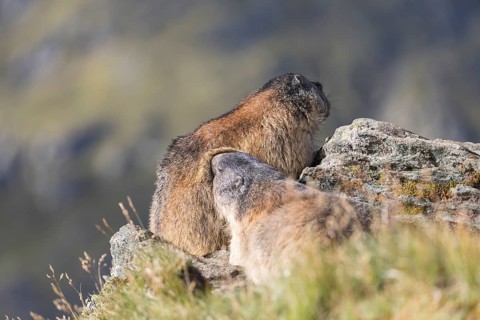 Two adult Alpine Marmot, Marmota marmota, grooming each other. Mountains in the distant background.