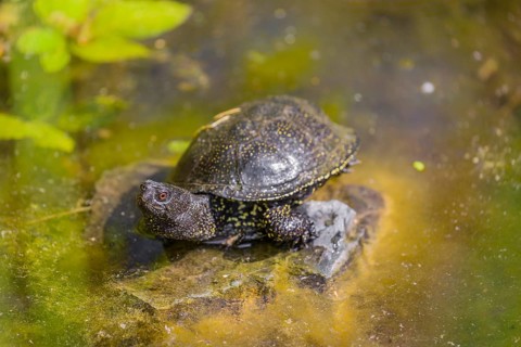 A European pond turtle (Emys orbicularis), rests on a stone lying in a pond