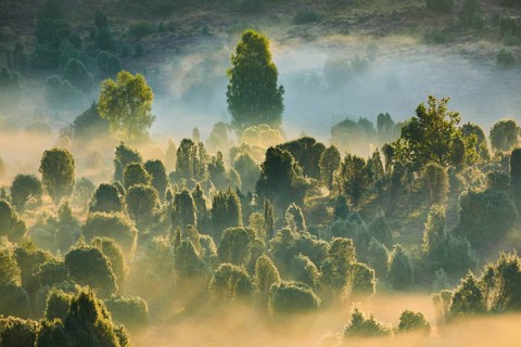Light floods the forest and wafts of mist in the Totengrund in the Lüneburg Heath, Lower Saxony,