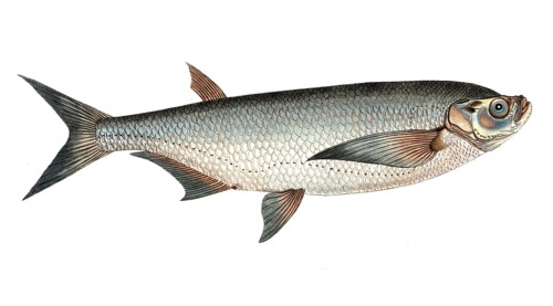 Fish, fish, genus of carp fish, Cyprinus cultratus, Pelecus cultratus, sabre carp or sabrefish,