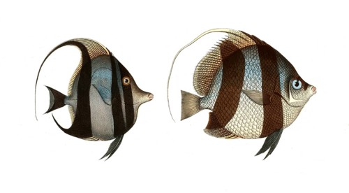 Fish, fish, left: Genus butterflyfish, butterflyfish, Chaetodon cornutus, the sea heron. right: