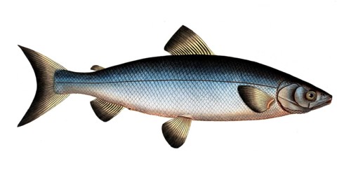 Fish, Fish, Salmon family, Salmo wartmanni, the Blue family of salmonids, Salmon, Historical,
