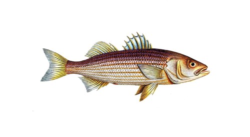 Fish, Fish, Striped bass, genus of the umber family, Sciaena lineata, lined umber, rock bass,