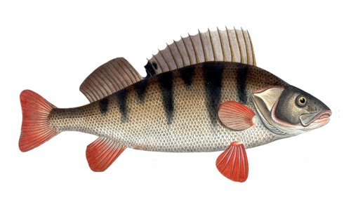 Fish, Fish, Genus of the family Perch, Perca fluviatilis, Perch, Perch, European perch, Historical,