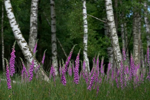 Common foxglove (Digitalis purpurea) and birch trees (Betula pendula), Lower Rhine, North
