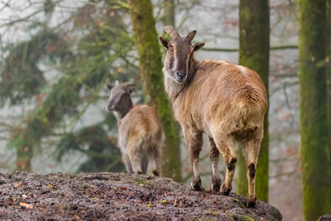 Two female Himalayan Tahr (Hemitragus jemlahicus) stand in the forest on a foggy day