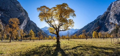 Sycamore maple with autumnal yellow foliage and Solaster endeca, large maple base in autumn, rocky