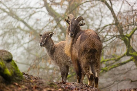 A male and a female Himalayan Tahr (Hemitragus jemlahicus) stand in the forest on a foggy day