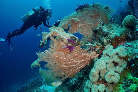 A diver explores vibrant, colourful corals, giant fan coral (Annella mollis) and mushroom leather