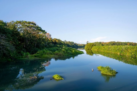 Calm river, dense vegetation with tropical rainforest, Limón province, Costa Rica, Central America