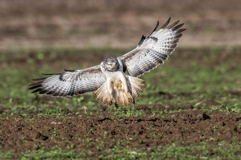 Common buzzard (Buteo buteo), flying, Emsland, Lower Saxony, Germany, Europe