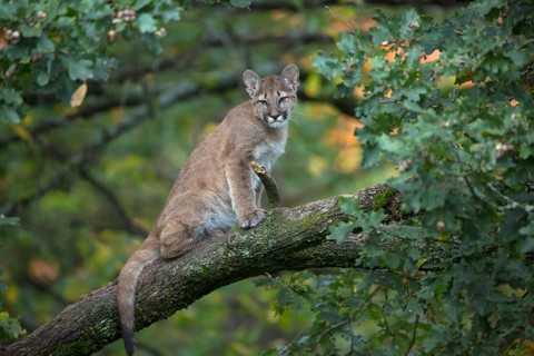 One young cougar, Puma concolor, sitting on a big branch high up in an oak tree