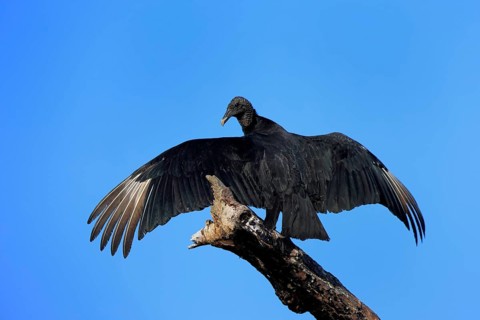 Raven Vulture (Coragyps atratus), adult, alert, on tree, perch, spreading wings, Merritt Island,