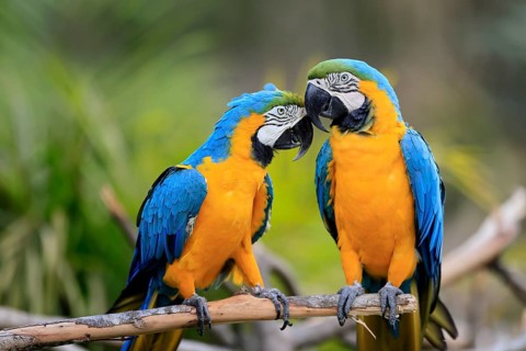 Yellow-breasted Macaw (Ara ararauna), adult, in perch, pair, social behaviour, South America