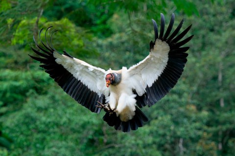 Flying King vulture (Sarcoramphus papa), Costa Rica, Central America