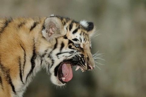 Yawning tiger cub in side view with visible teeth in natural environment, Siberian tiger (Panthera